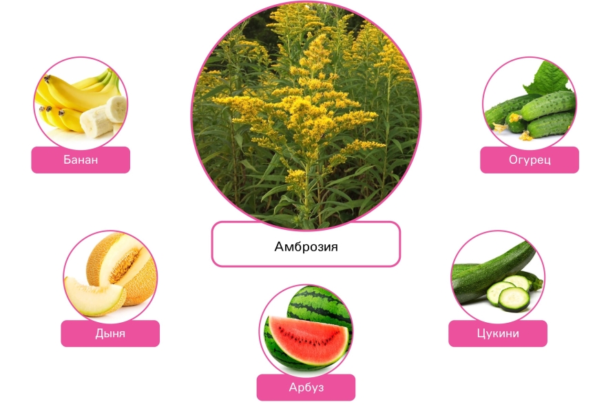 Перекрёстная реакция при аллергии на амброзию