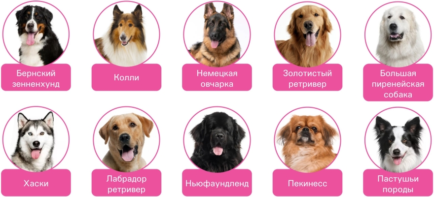 Породы наиболее аллергенных собак